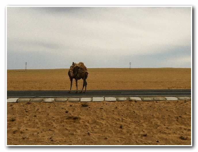Camel in the Middle of the Roadway