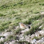 Curious marmot “guardian of the Val Choglias”