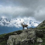 Ibex on the trail below Lac Blanc