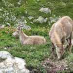 People friendly ibex on the way to Argentiere
