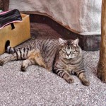 The “Fat Cat” of Zinal