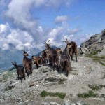 Goats roaming the Pas de Forcletta