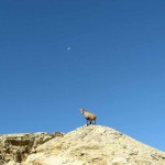 Ibex on the rock near the Rifugio Peruccah-Vuillermoz