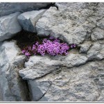 Flowers in the rocks above the Payerhutte