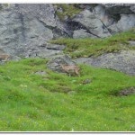 Ibex near the Col Termin