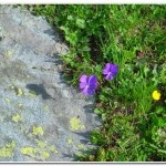 Wild flowers at the Col Termin.