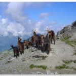 Goats roaming the Pas de Forcletta.